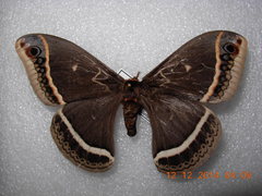 Eupackardia calleta