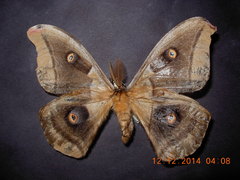 Antheraea oculea