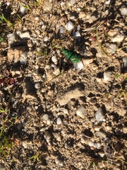 Cicindela ohlone