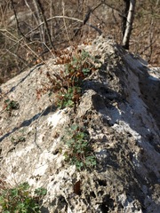 Aquilegia canadensis