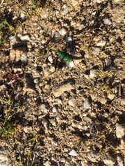 Cicindela ohlone