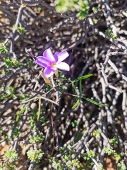 Oxalis gracilis
