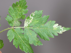 Phytomyza spondylii group
