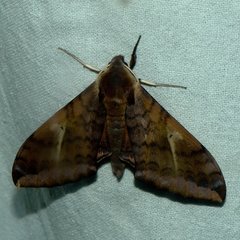 Clanidopsis exusta