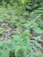 Agrimonia pilosa