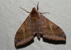 Clanidopsis exusta