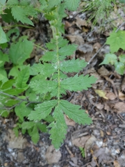 Agrimonia pilosa