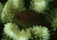 Hawaiian Orbicular Velvetfish photo 4