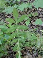 Agrimonia pilosa