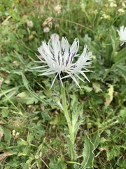 Centaurea cheiranthifolia