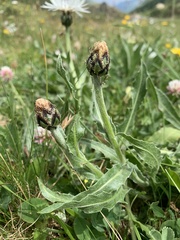 Centaurea cheiranthifolia