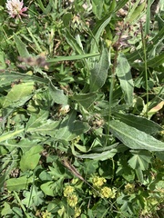 Centaurea cheiranthifolia