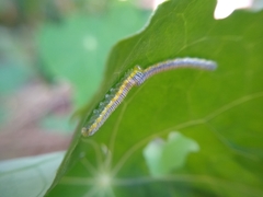 Leptophobia aripa