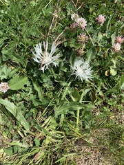 Centaurea cheiranthifolia