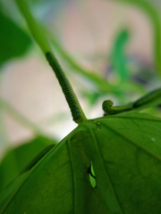 Leptophobia aripa