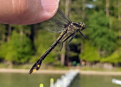 Gomphurus ventricosus