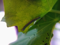 Leptophobia aripa