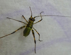 Ensifera