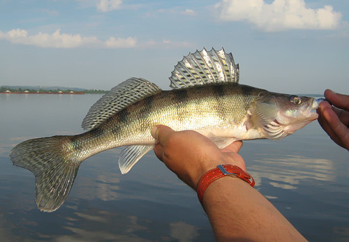 Volga Pikeperch