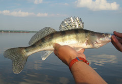 Volga Pikeperch photo 5
