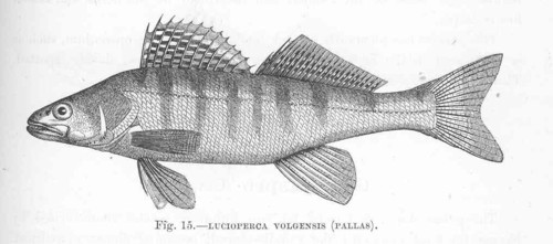 Volga Pikeperch