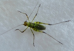 Tettigoniidae