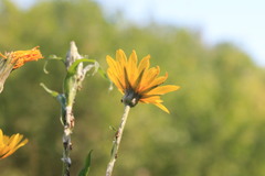 Tragopogon podolicus