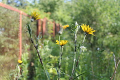 Tragopogon podolicus