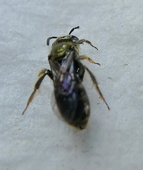 Hymenoptera