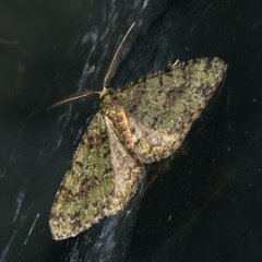 Myrioblephara duplexa