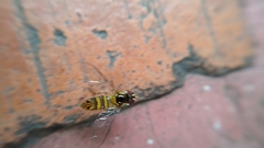Syrphidae