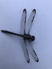 Libellula axilena