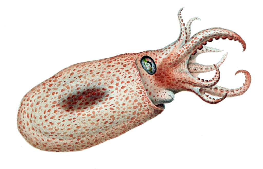 Japetella