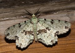 Ophthalmitis herbidaria