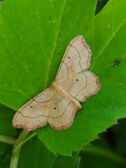Idaea emarginata