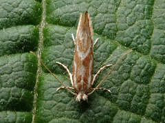 Phyllonorycter issikii