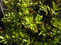 Veronica brachysiphon