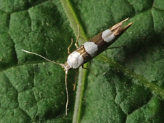 Argyresthia brockeella