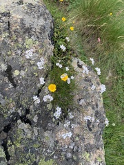 Gypsophila tenuifolia