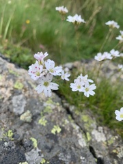 Gypsophila tenuifolia