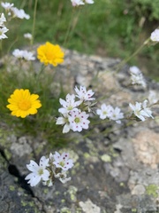 Gypsophila tenuifolia