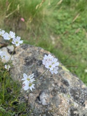 Gypsophila tenuifolia