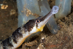 Greater Pipefish photo 4