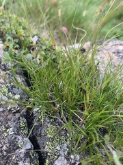 Gypsophila tenuifolia