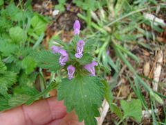Lamium hybridum
