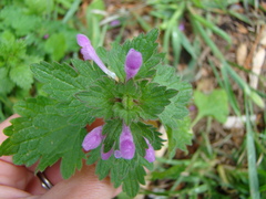 Lamium hybridum