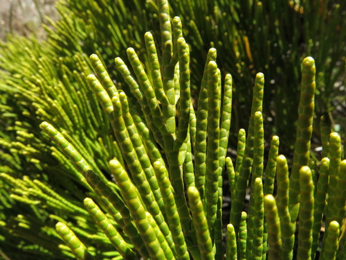 Veronica salicornioides