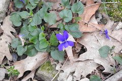 Viola