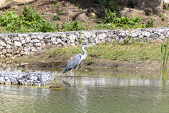 Ardea cinerea