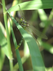Phanogomphus militaris
